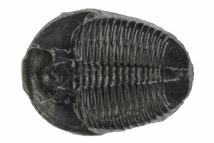 Elrathia Trilobite Fossil - Wheeler Shale, Utah #97145